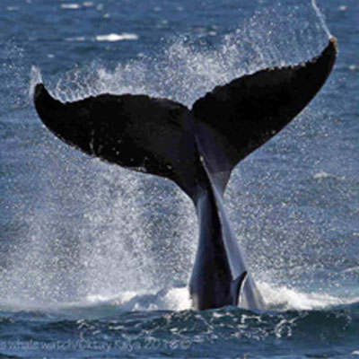 Humpback whale watching Cape Ann Resort