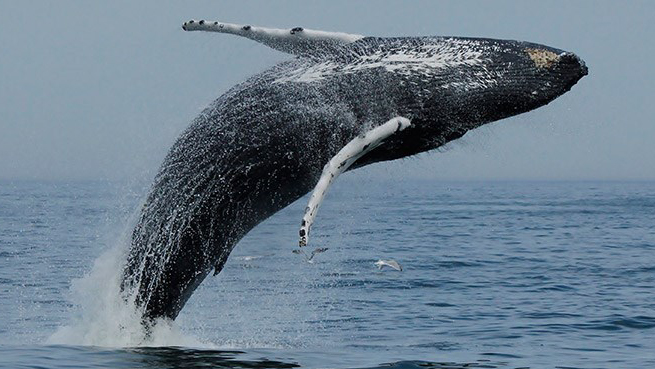 humpback whale breaching