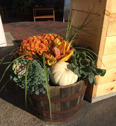 cabbage mums peppers pumpkin a pot