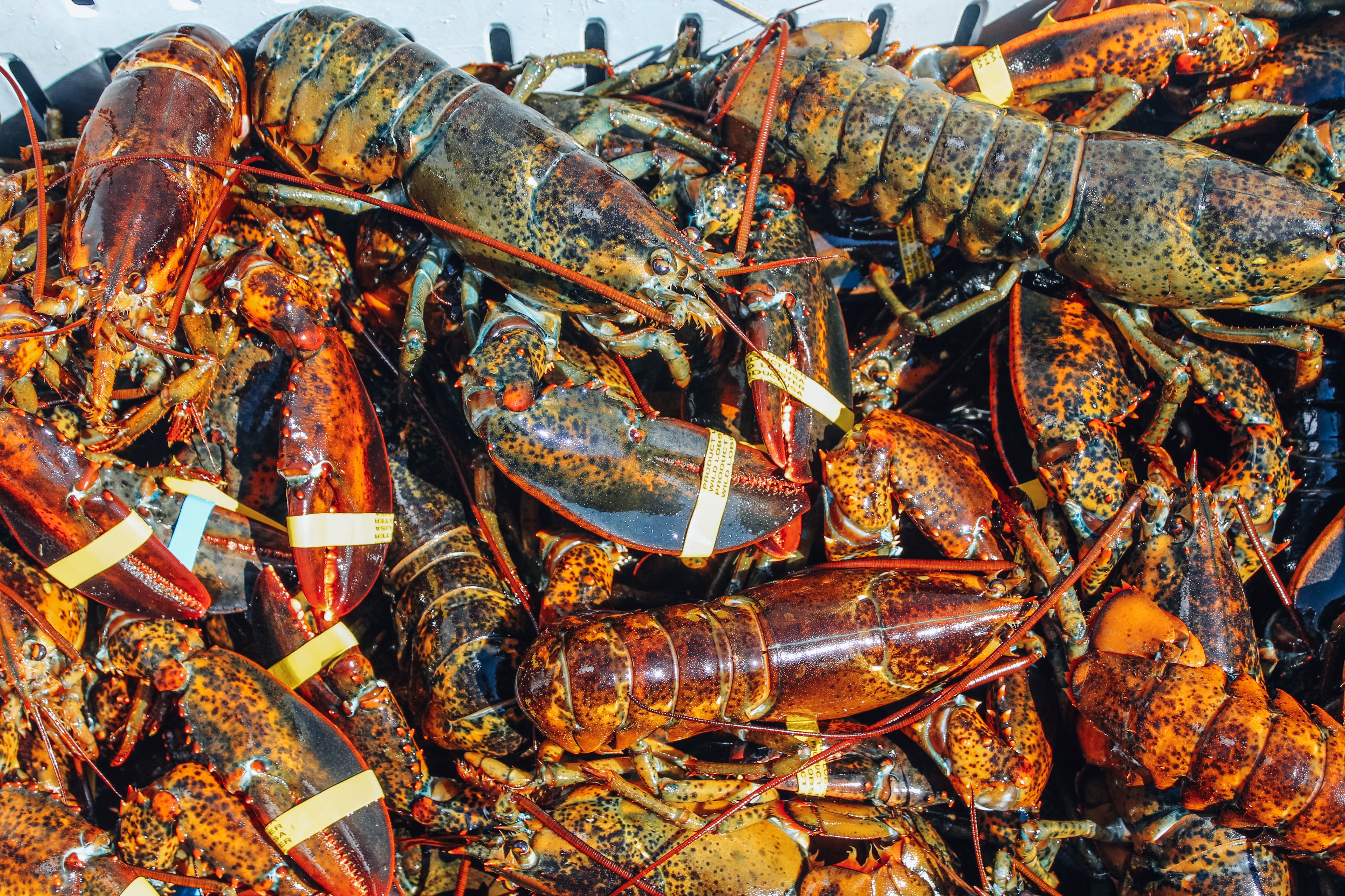 best lobster in gloucester ma - Cape Ann's Marina & Resort