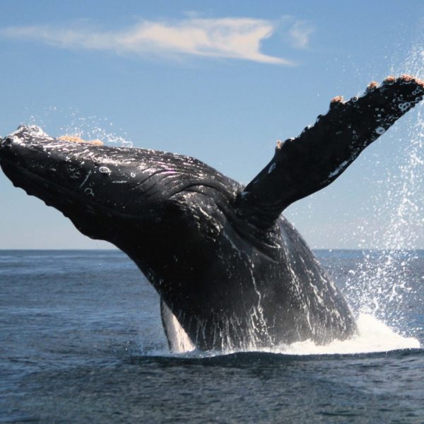 thingstodo_whalewatch01