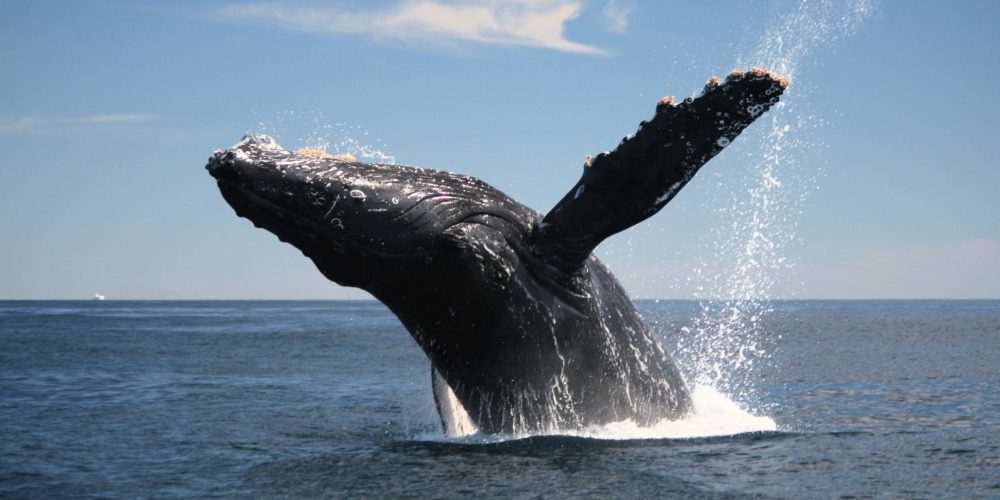 thingstodo_whalewatch01