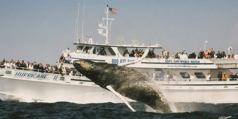 giant-humpback-breaching