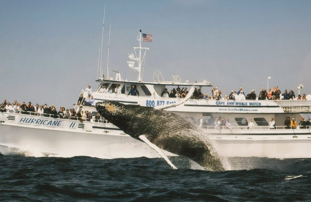 giant-humpback-breaching